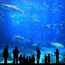 aquarium istanbul