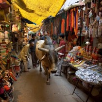 Holy Cow roaming freely in the Main market, Varanasi Benares Ind