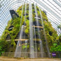 cloud-forest