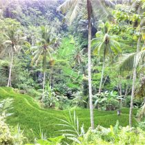 Orezarii in Bali
