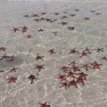 Stelute de mare