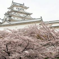 Ciresii la castelul Himeji