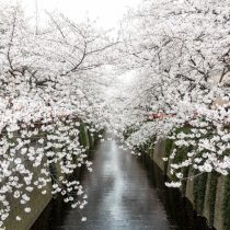 meguro river cherry blossom