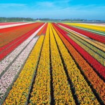 71738_fullimage_bloemenvelden bird view