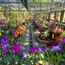 orchild garden pattaya