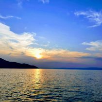 apus limenaria