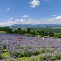 cultura de lavanda