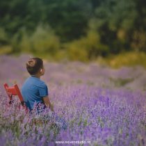 cultura de lavanda maramures (Medium)