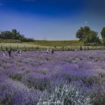 lan de lavanda