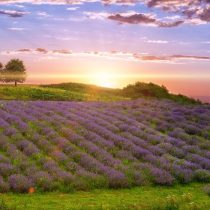 plantatie lavanda grosi (Medium)