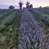 recolta de lavanda