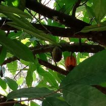 arbore de cacao