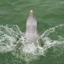 delfini varadero