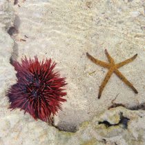 stelute de mare in zanzibar 9