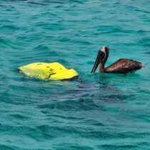 184261600_4453408001355131_7699995331721819525_n