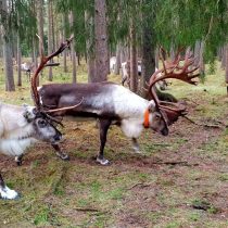 Ferma de reni Laponia