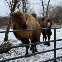 WhatsApp Image 2026-01-04 at 16.42.26